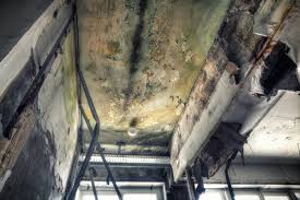 Best Black Mold Removal in Buena Vista, GA